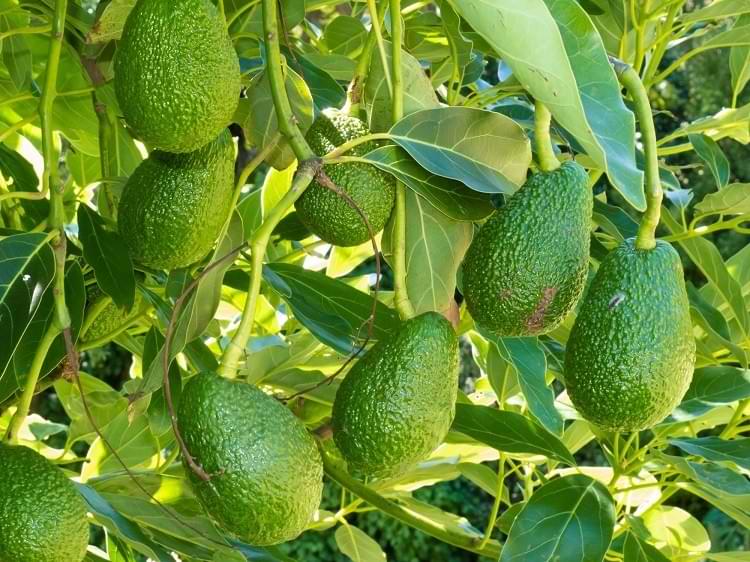 Benefici delle foglie di tè dell’avocado